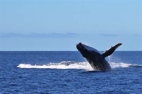 Wildlife on Fraser Island - Fraser-Tours.com