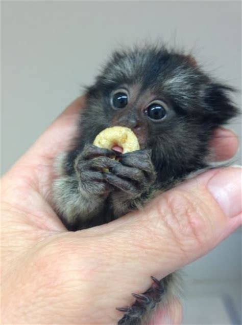 22 Finger monkey ideas | finger monkey, animals beautiful, cute baby ...