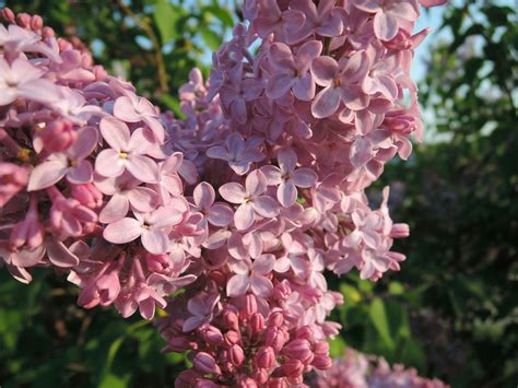 Free stock photo of blooming lilac, lilac, sunny lilac