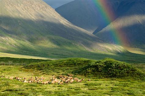 See the Arctic National Wildlife Refuge in Summer | Audubon Alaska