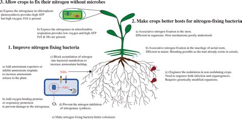 Main approaches to engineer or improve biological nitrogen fixation in ...