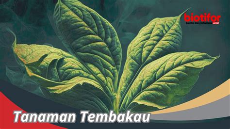 Tanaman Tembakau: Sejarah, Jenis Dan Dampaknya