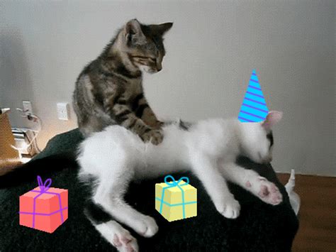 Happy Birthday Cat GIFs - Find & Share on GIPHY