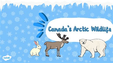 A Guide to Arctic Canada’s Wildlife & Polar Bears | Twinkl