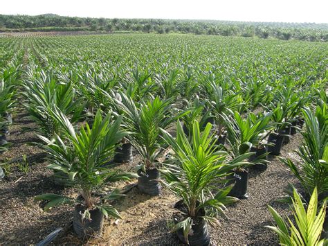 Oil palm: nursery | Borneo | Lian Pin Koh | Flickr