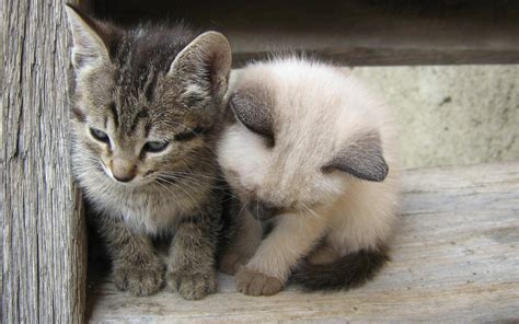 Gray tabby kitten and white Siamese kitten on stair HD wallpaper ...