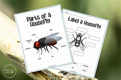 Life Cycle of a Fly (Free Printable Worksheets) | Mombrite