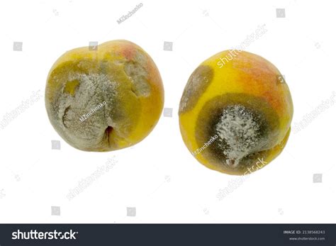 Rotten Peach Covered Mold Fungus Isolated Stock Photo 2138568243 ...