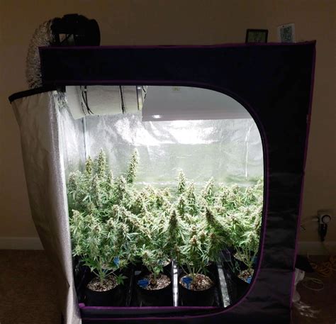 Grow Tent Placement: The Best Spot for Your Setup | PotGuide