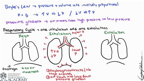 Calculate minute ventilation, dead space ventilation and alveolar ...