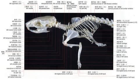 Mouse Skull Anatomy