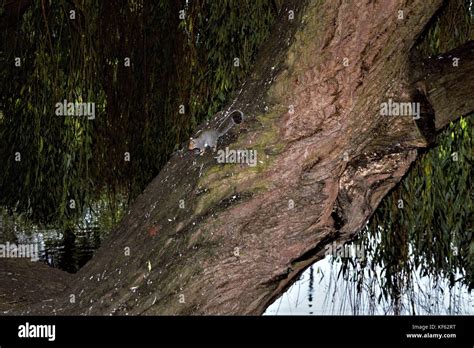 squirrels playing and climbing trees Stock Photo - Alamy