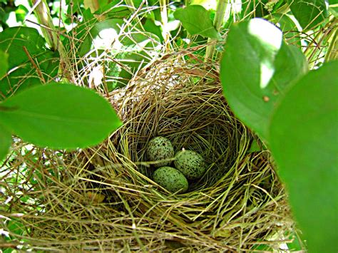 cardinal bird nest by phootyraskel on DeviantArt