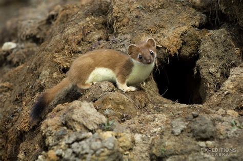 Arctic National Wildlife Refuge photos | ANWR Alaska pictures