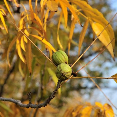 Hardy Pecan Tree For Sale | NatureHills.com – Nature Hills Nursery