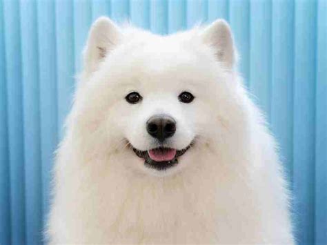 Samoyed Temperament: Loyal fluff balls and smiles