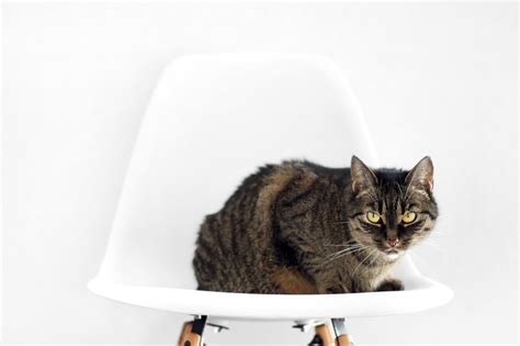 Cat sitting on chair image - Free stock photo - Public Domain photo ...