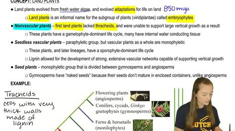 Overview of Plant Classification: Vascular and Nonvascular Plants ...