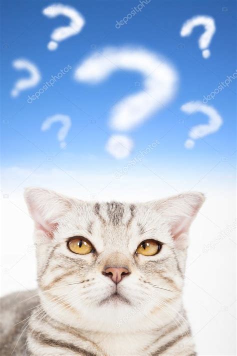 Question mark with upset cat face Stock Photo by ©tomwang 32631901