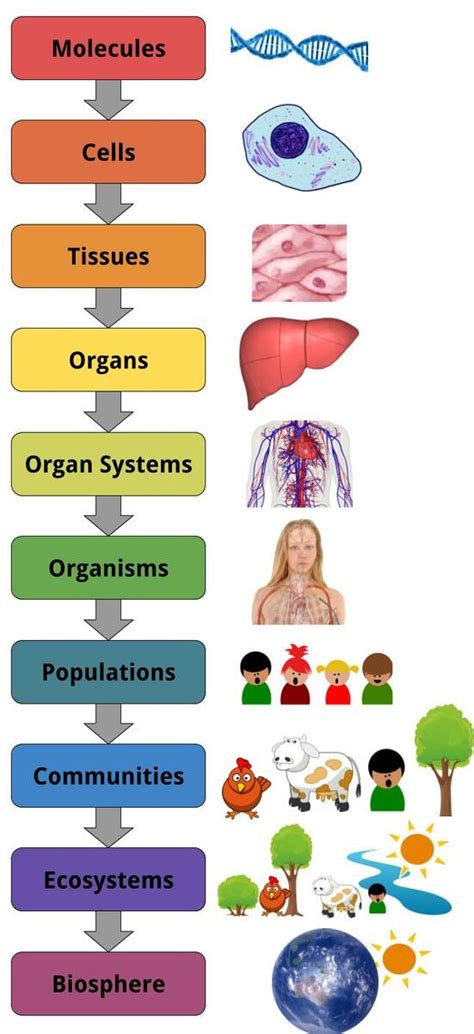 Structural Hierarchy of Living Things - EONS LEARNING