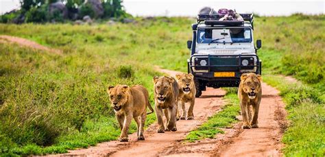 Relax On A Kenyan Safari – Relax Around The World