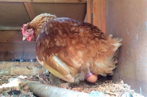 When Do Chickens Start Laying Eggs