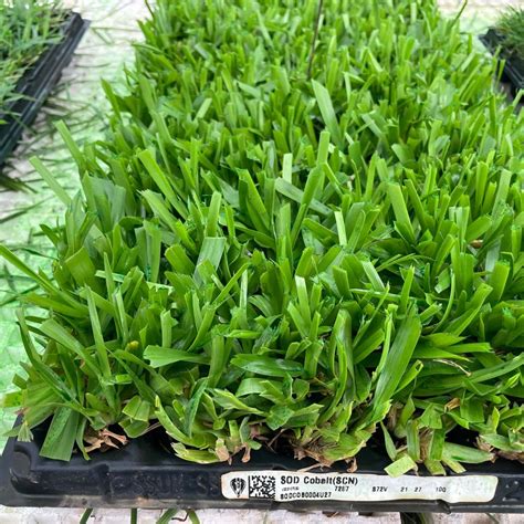 Shop Cobalt® St. Augustine Grass Plugs | Sod Solutions