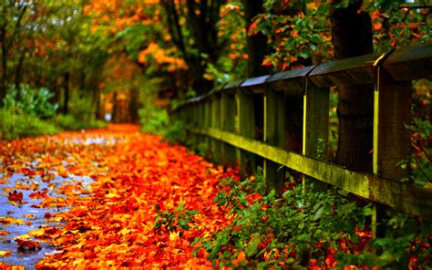 HD Fall Leaves Wallpaper - WallpaperSafari