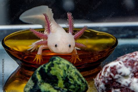 Adorable axolotl is exotic aquarium pet Stock Photo | Adobe Stock