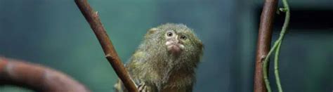 20 Finger Monkey Facts - All About The Pygmy Marmoset