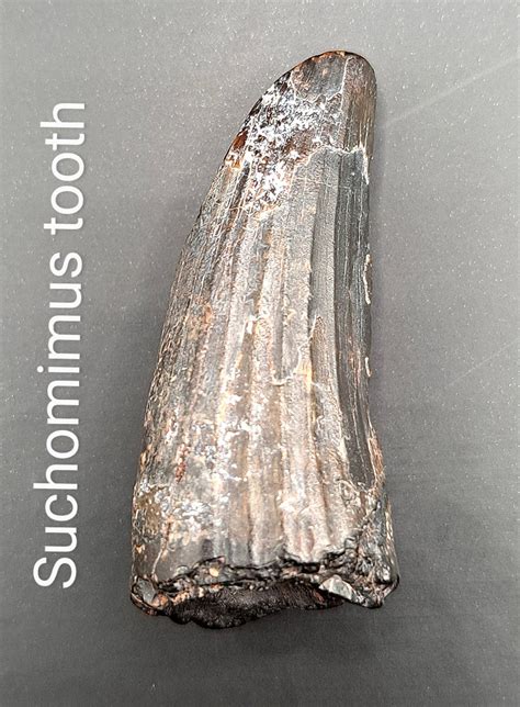 Suchomimus? - Fossil ID - The Fossil Forum