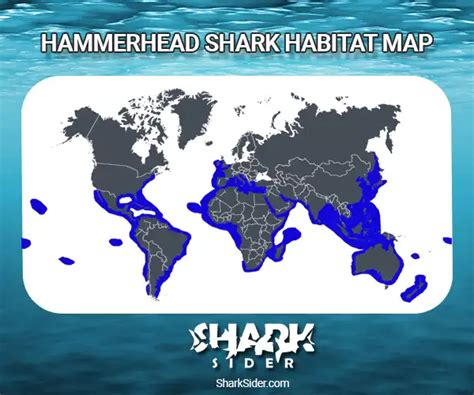 Hammerhead Shark Facts - Species ,Lifespan ,Habitat & Social Life ...