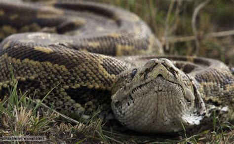 The Joys of Reptile Keeping and Awesome Reptiles: African Rock Python ...