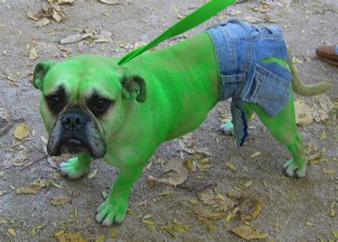 Top 10 Inventive Dog Halloween Costumes - Fuzzy Today