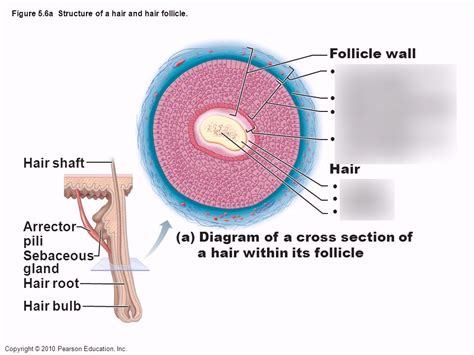 Hair follicle: anatomy and function