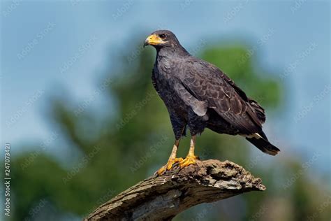 Common Black Hawk - Buteogallus anthracinus a bird of prey in the ...