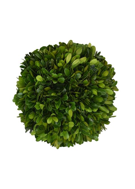 Boxwood Topiary - Preserved Ball 8" - Maison Blue