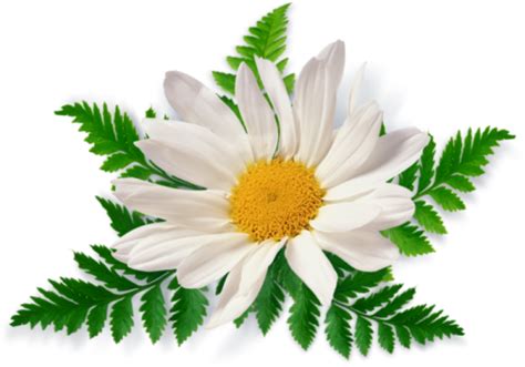 Chamomile PNG Transparent Images | PNG All