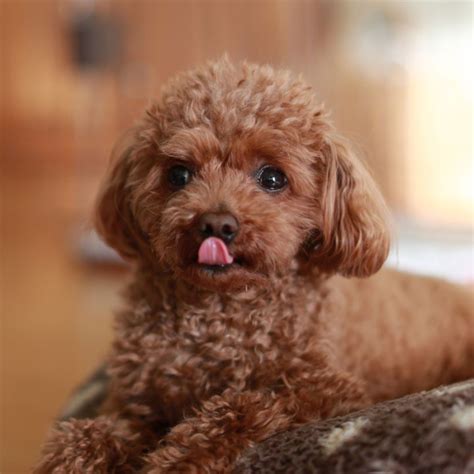 Toy Poodle Breeders In Pa | Wow Blog