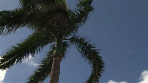 Slow Waving Palm Tree Branches Stock Footage SBV-300154382 - Storyblocks