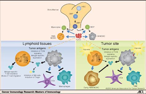 Tumor Immunology | Semantic Scholar