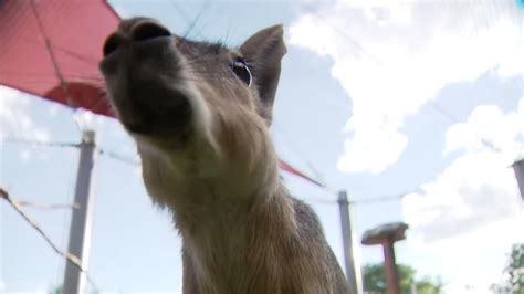 Watch: Large, Argentina-native rodent on the loose in Colorado park