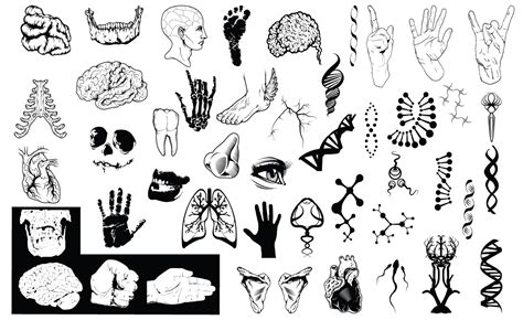 Anatomy Vector Pack for Adobe Illustrator - 2