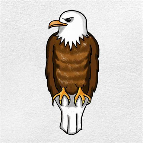 Bald Eagle Drawing - HelloArtsy