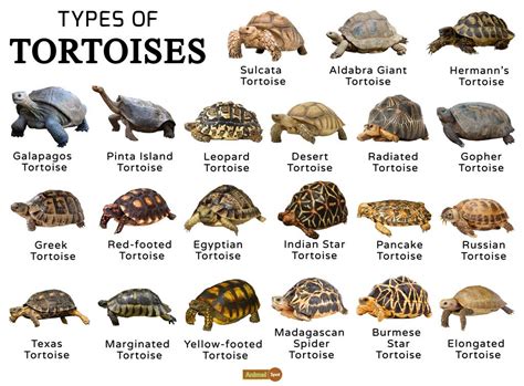 Tortoise Facts, Types, Classification, Habitat, Lifespan, Diet | Pet ...