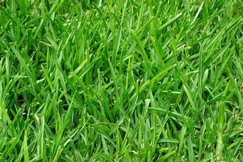 12 Types of Grass & Their Benefits (With Pictures) | House Grail