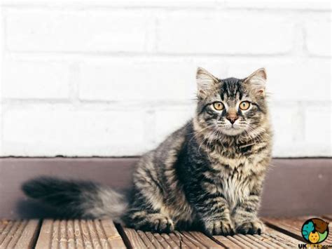 Siberian Cat Breed | UKPets