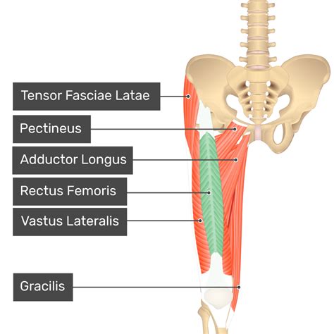 Rectus Femoris Muscle Origin And Insertion