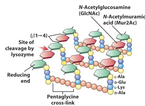 Cell Wall of Bacteria- Overview - Biology Ease