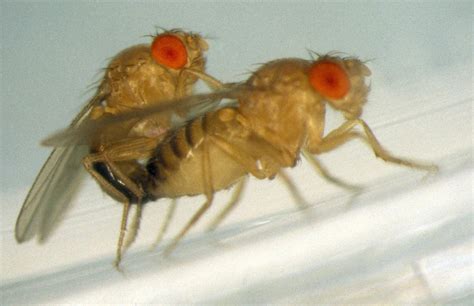 When it comes to mating, fruit flies can make rational choices | UW News